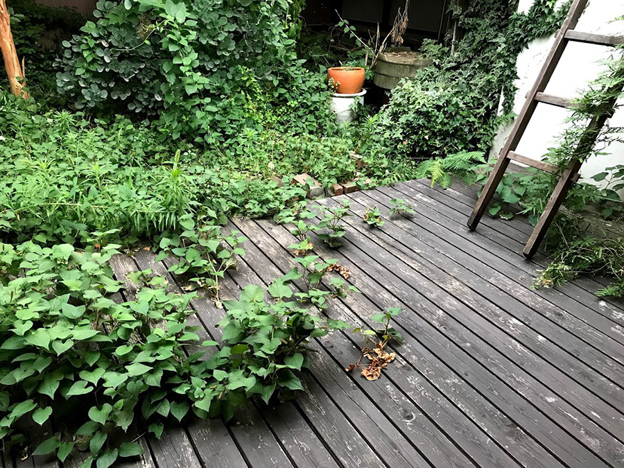 伸びシロハウス京都 裏庭
